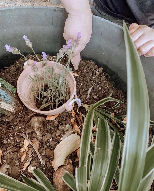 Pelle Old Rose Seedling Pot