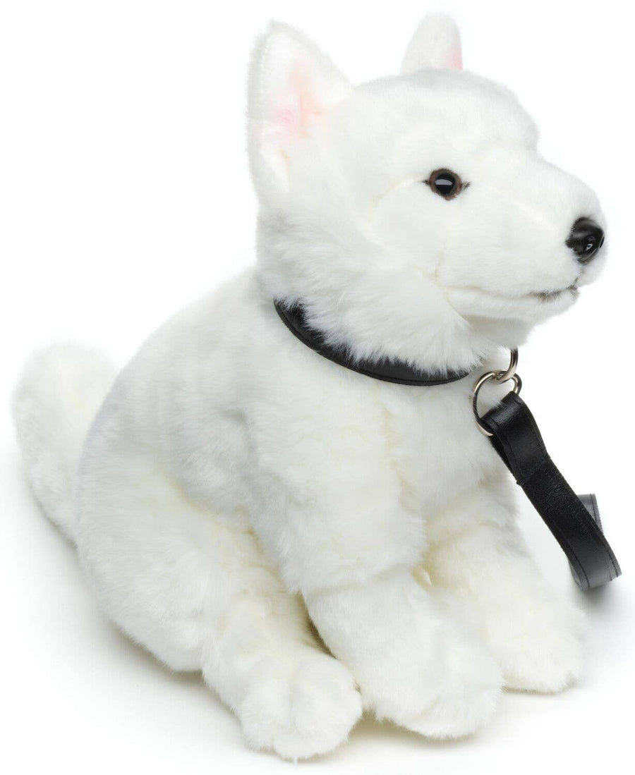 White Swiss Shepherd