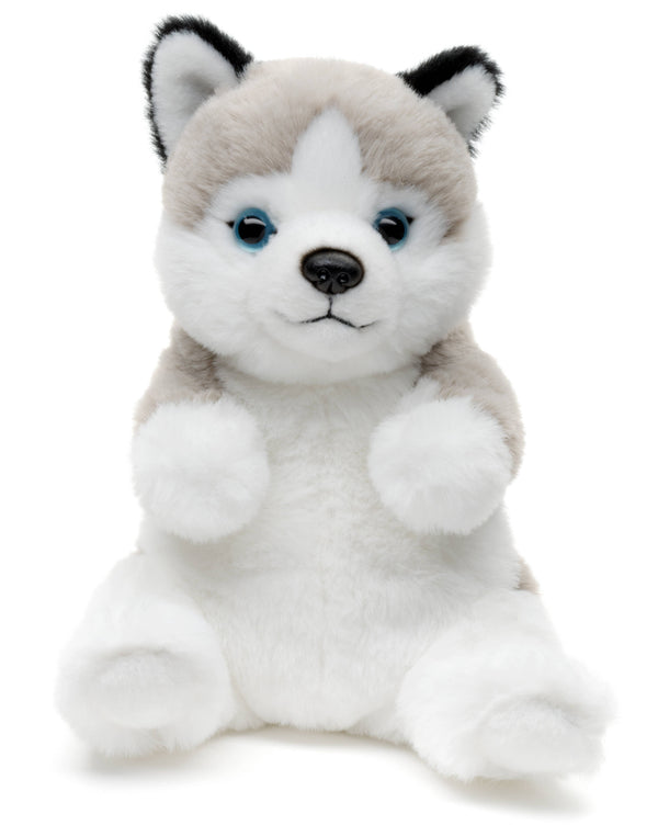Husky, assis, style kawaii, doudou ou en peluche Uni Toys