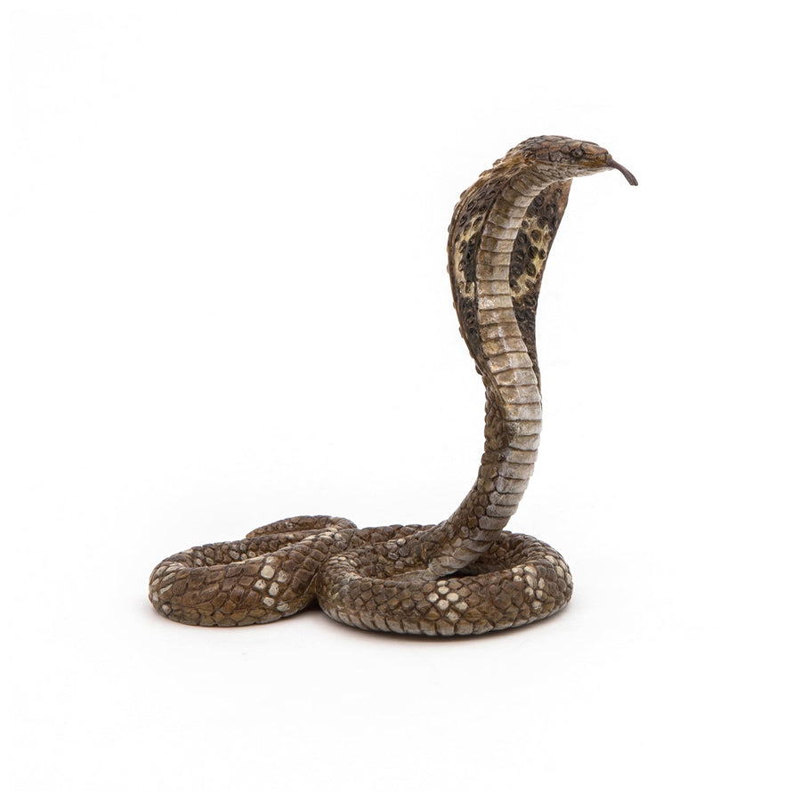 Cobra reale
