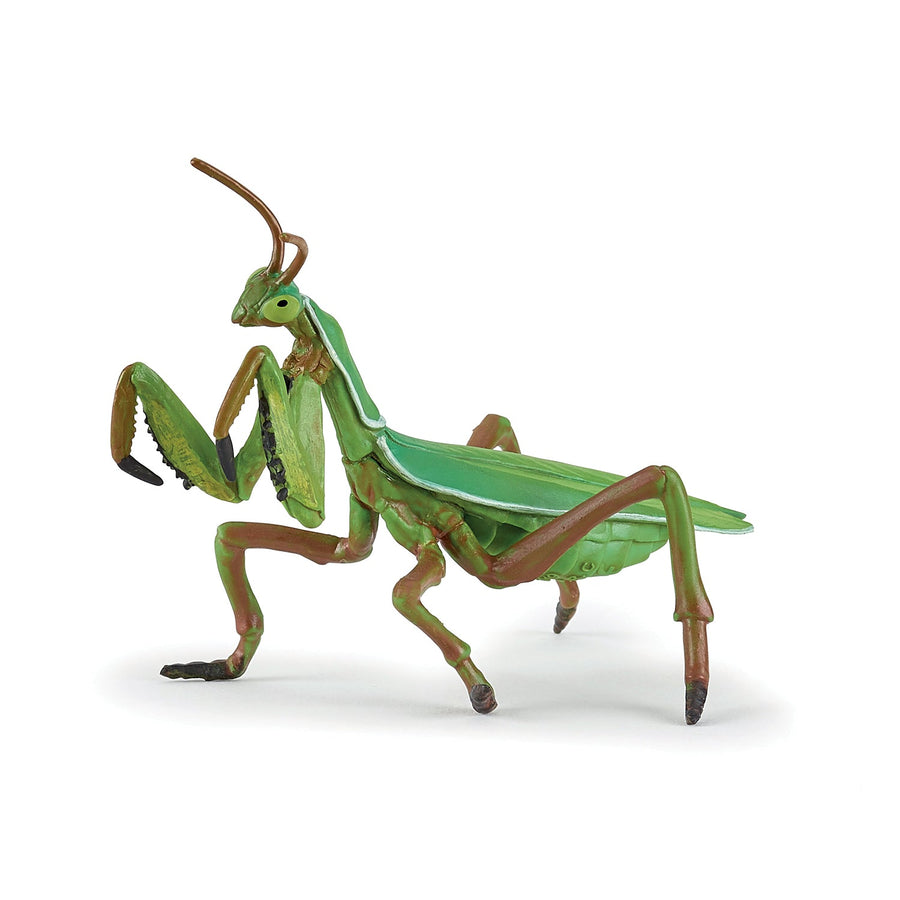 Mantide religiosa
