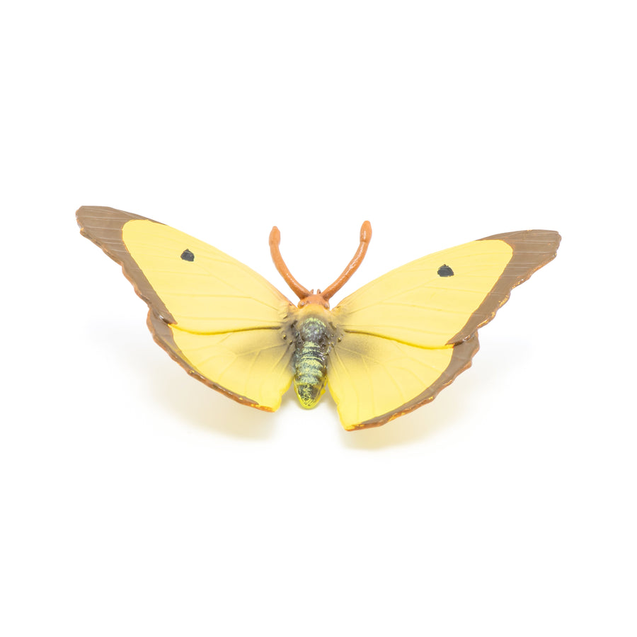 Papillon souci
