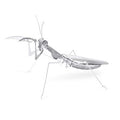 Mantis