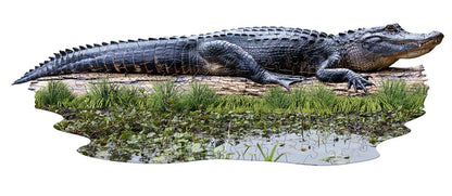 Alligator Puzzle
