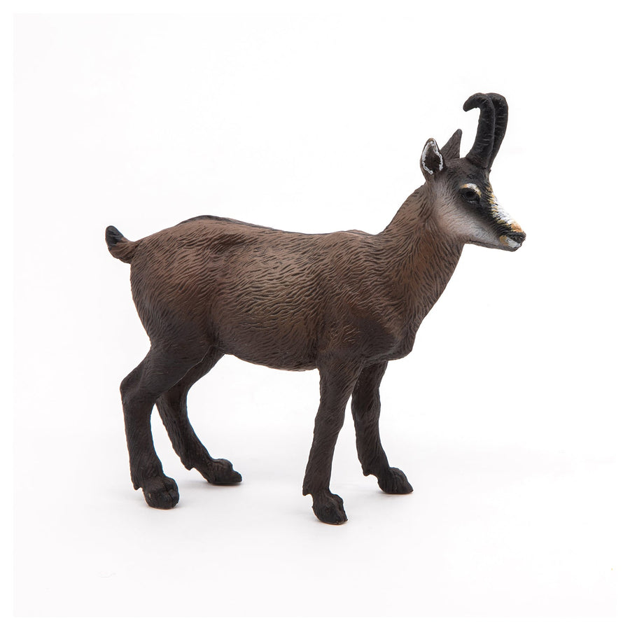 Chamois