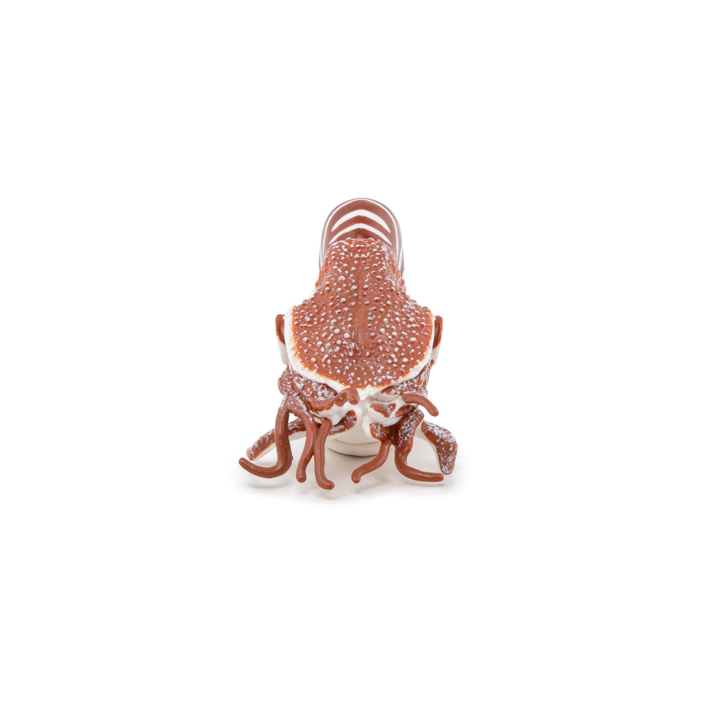 Figurine Nautile