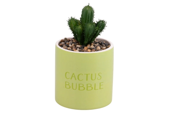 CACTUS BUBBLE SEEDLING 10X20CM - 5923861