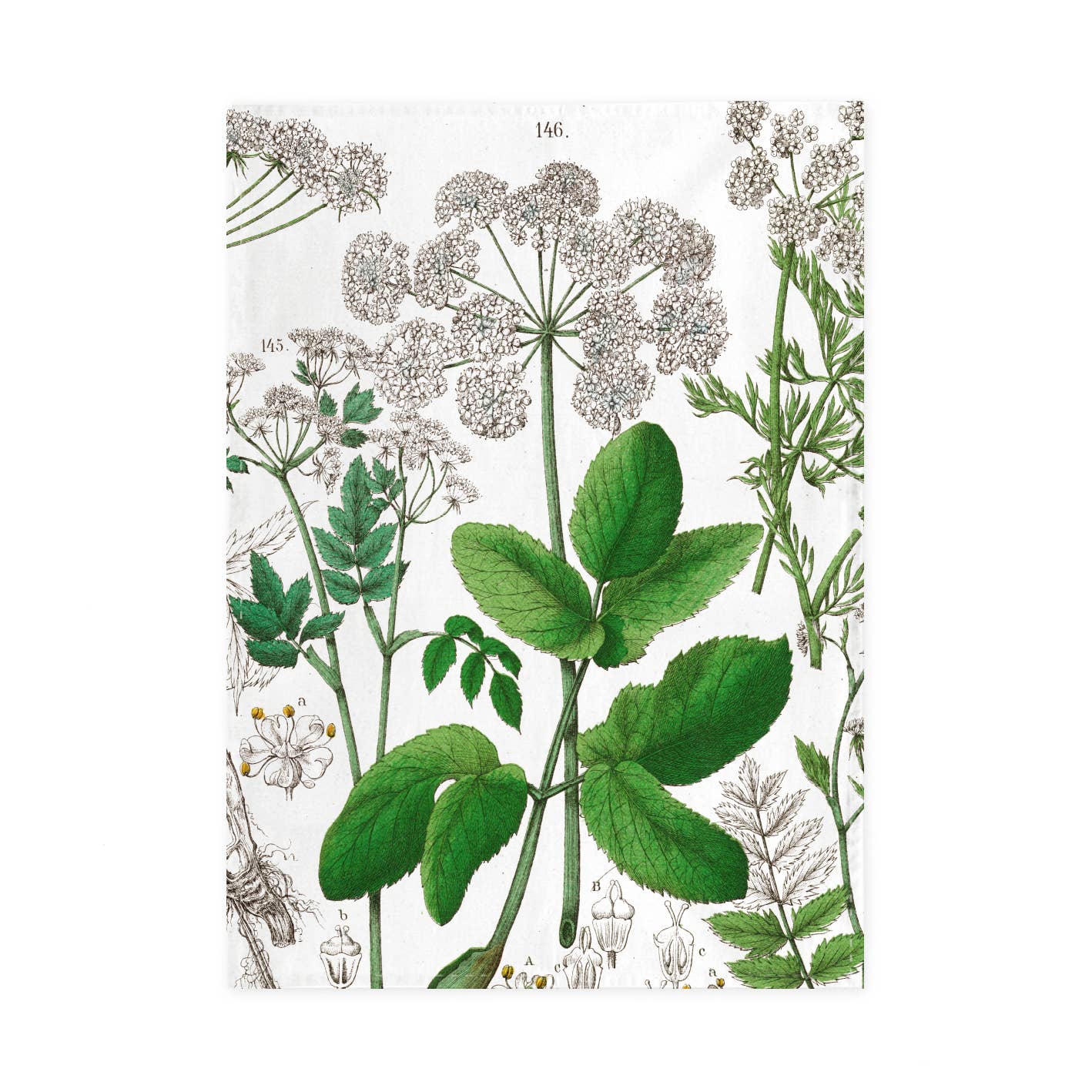 Torchon Hortus Botanicus fleur de sureau