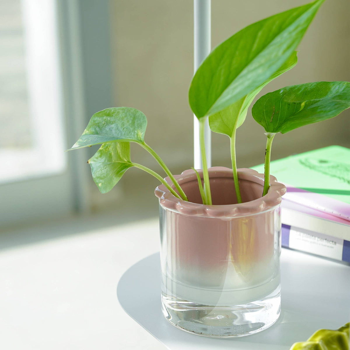 Dalia Rose Hydroponic Vase by Helio Ferretti