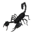 Modello di Carta 3D - Scorpion