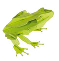 3D-Papiermodell - Grenouille