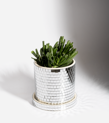 Pot à plante disco