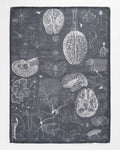 Torchon Science du Cerveau et des Neurosciences