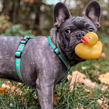 H-Harness - Ducks