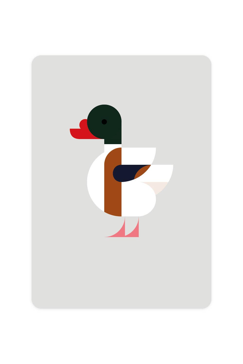 Carte postale avec Shelduck