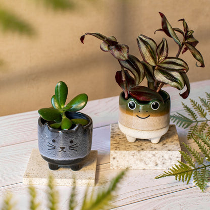Mojave Cat Planter
