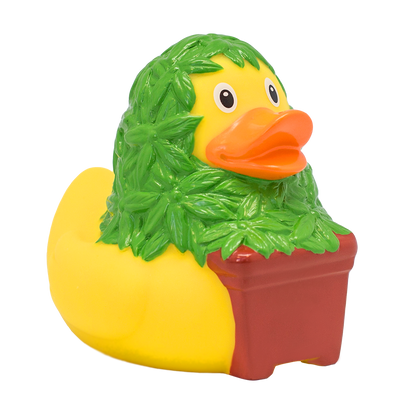 Cannabis duck