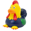 Canard Coq