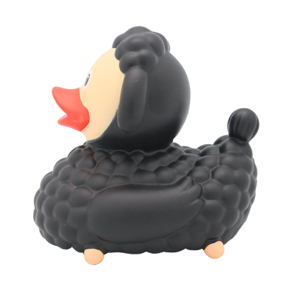 Black sheep duck