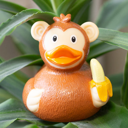 Canard Singe