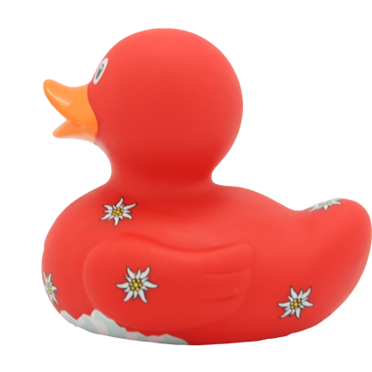 Swiss duck