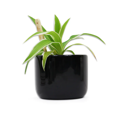 Jurassic Park Plant Pot - Logo