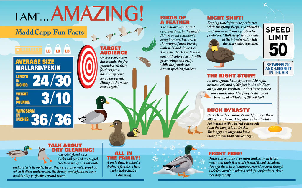 puzzle i am canard madd capp