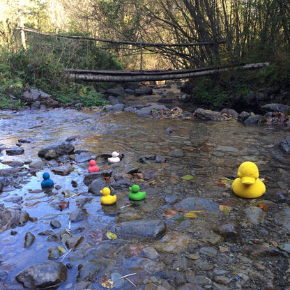 Elvis le Canard Vert