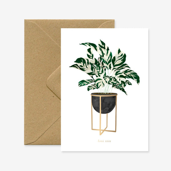 Calathea - Greeting Card