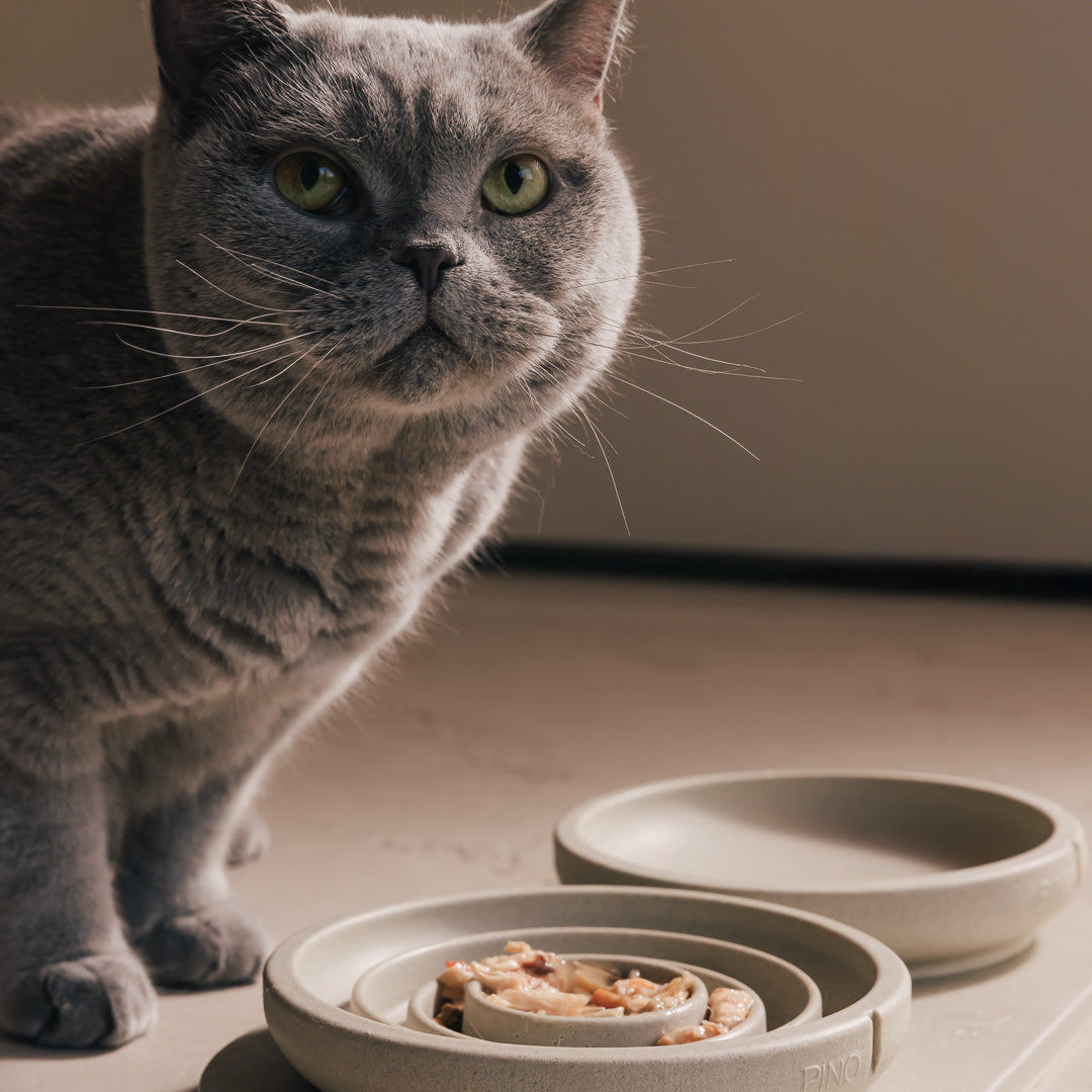 Slow Feeder Bowl for Cats – product view 17