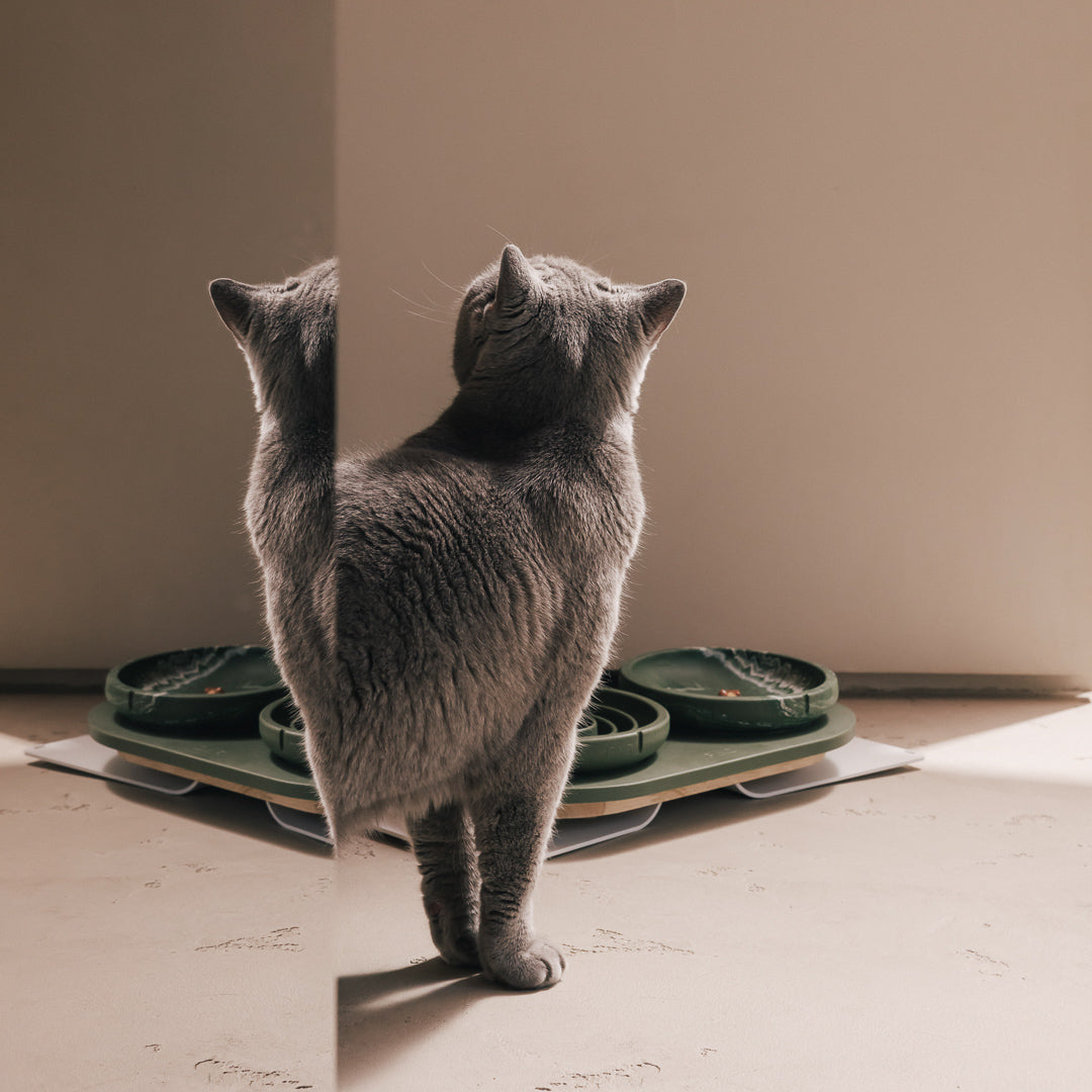 Slow Feeder Bowl for Cats – product view 15