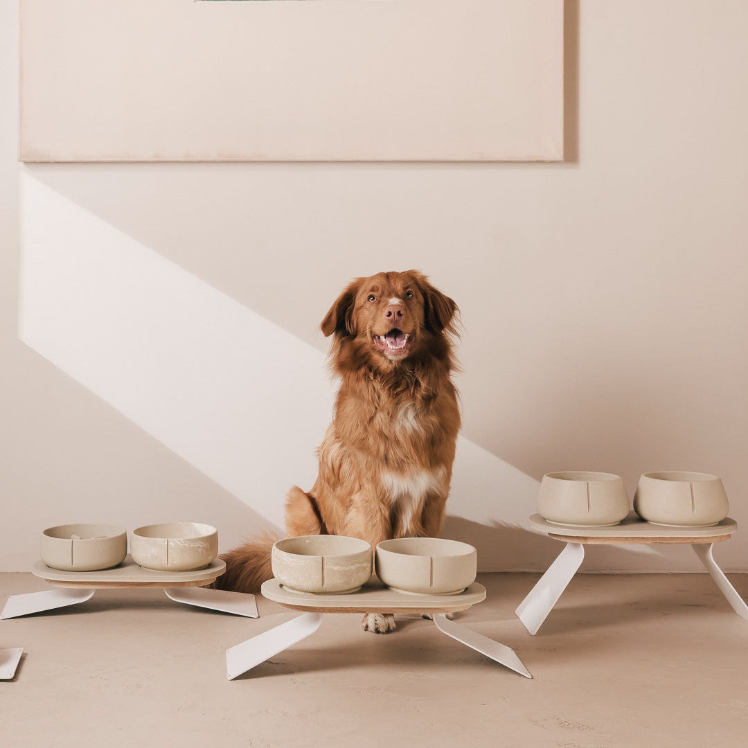Perfect Posture Set für Hunde – Produktansicht 5