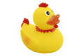 Rooster crest duck