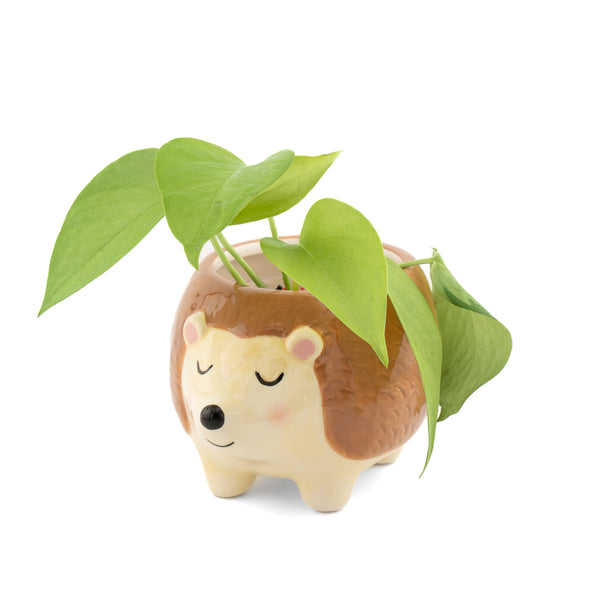Hedgehog planter