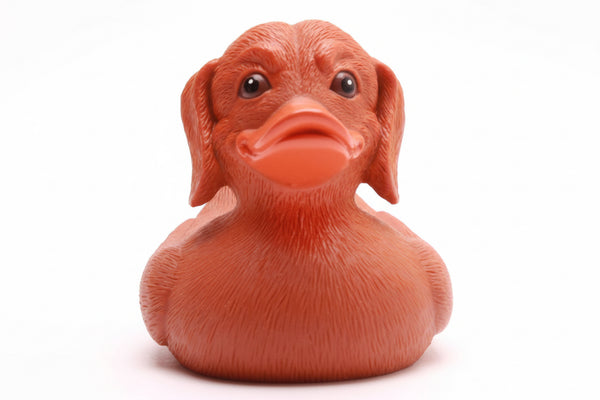 Duck Dachshund
