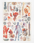 Strofinaccio anatomico