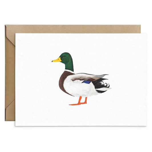 Mallard Duck Greeting Card