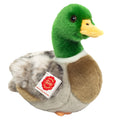 Peluche Canard Colvert – 24 cm