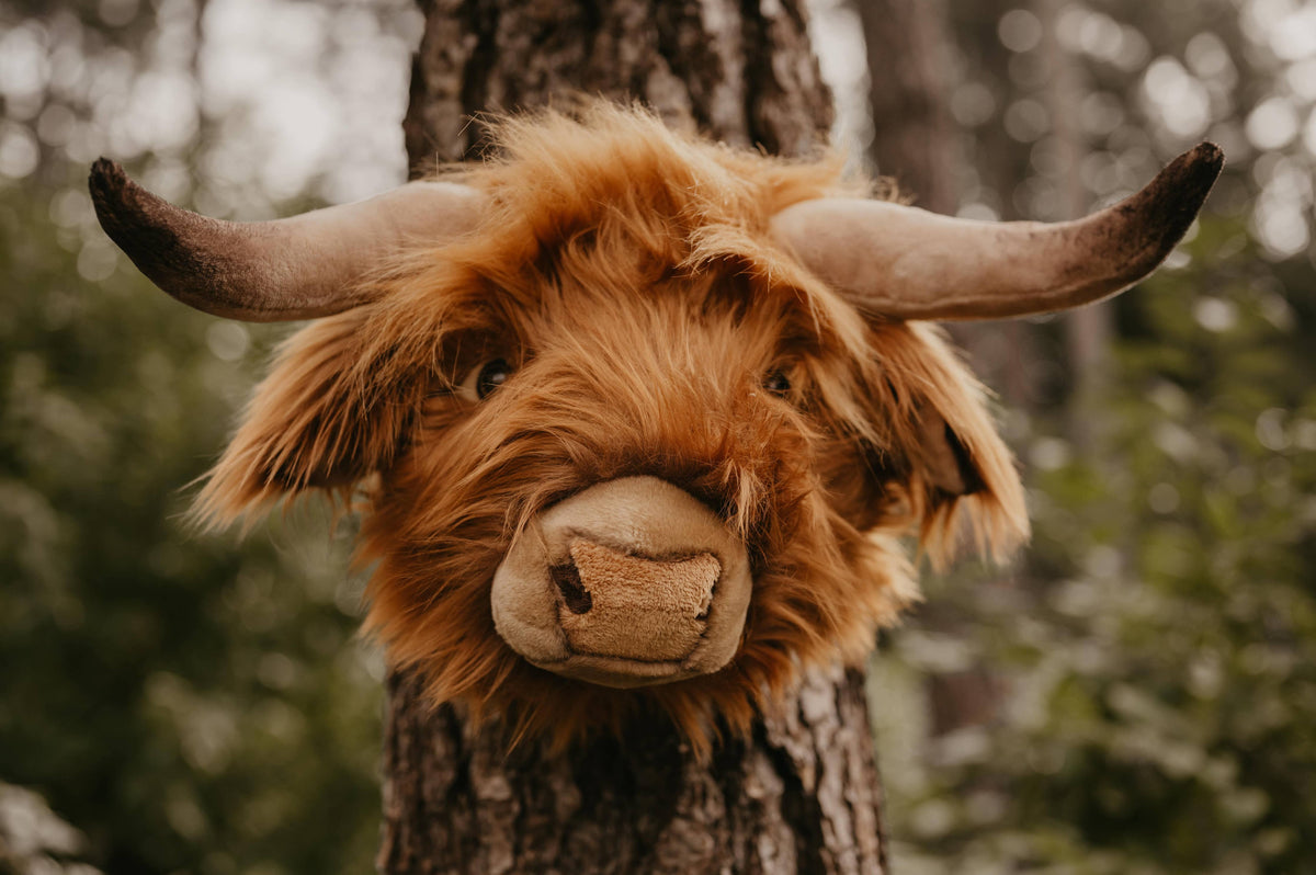 Nicolas the Highland Cow: Wall decoration