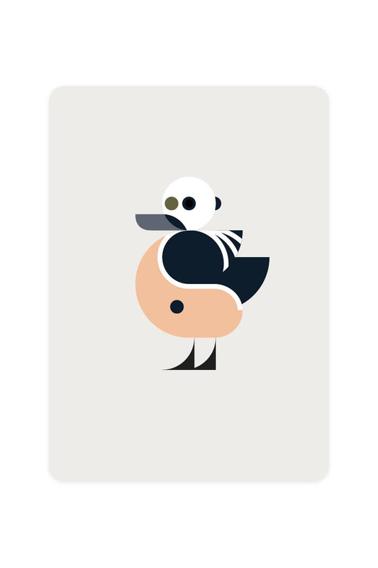 Postcard with Stellers Eider