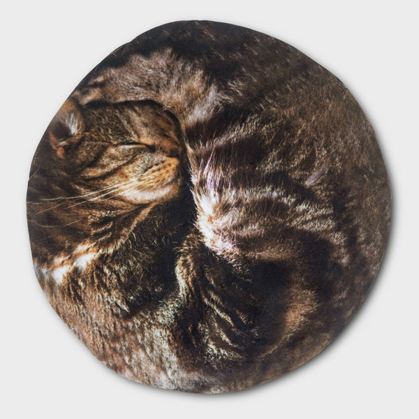 Bouillotte chat