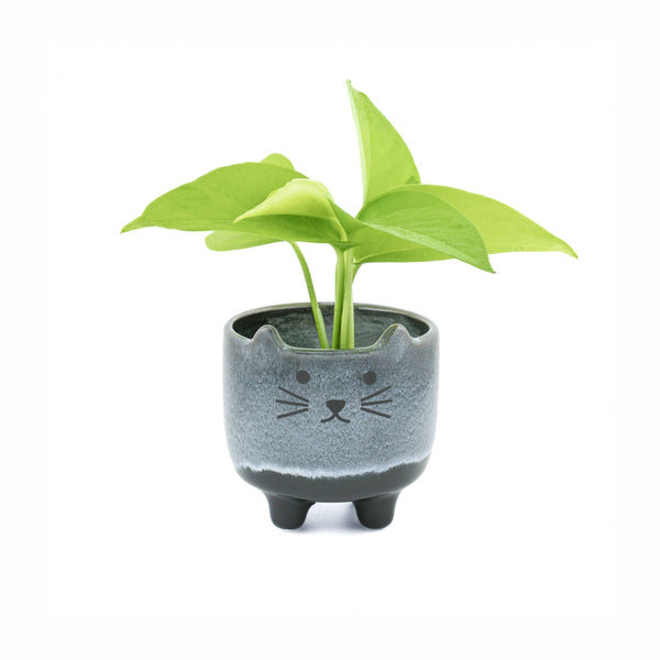Mojave Cat Planter