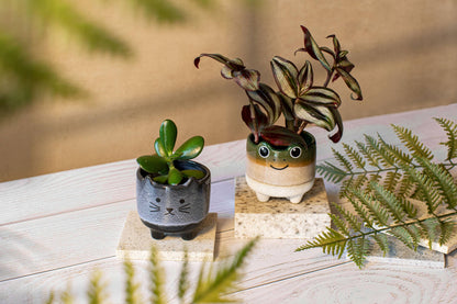 Mojave Cat Planter