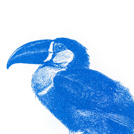 Blue Toucan Postcard