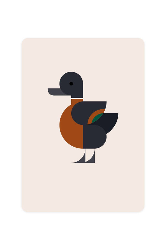 Carte postale avec Shelduck australien