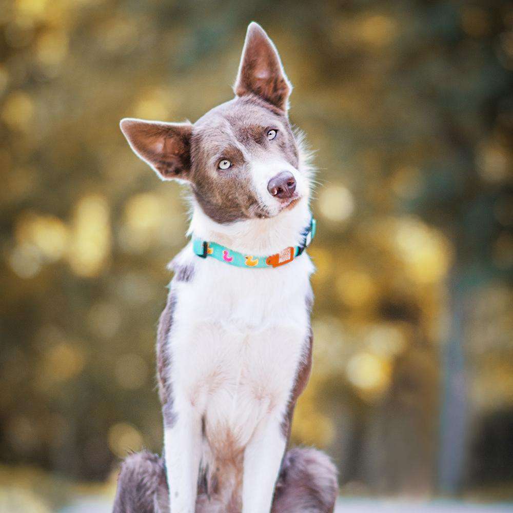 Smart ID Dog Collar - Ducks