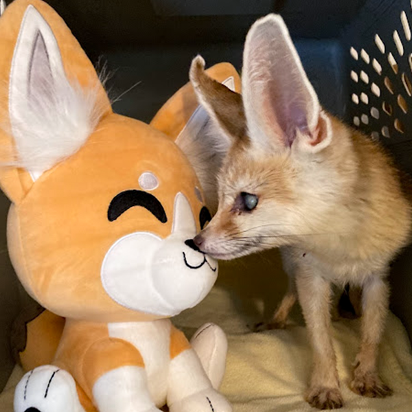 Fennec Fox Plush (9in)