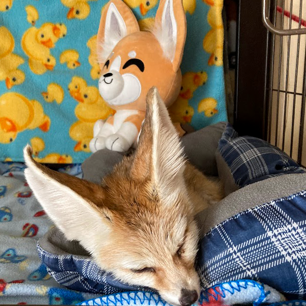 Peluche Fennec Fox – 22,9 cm