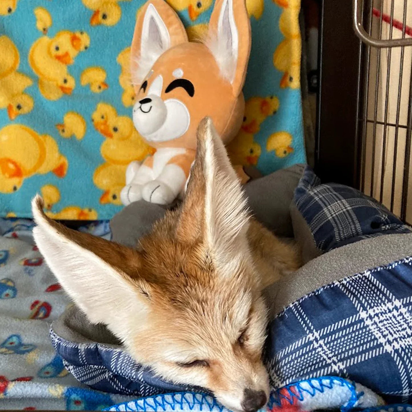 Fennec Plush 