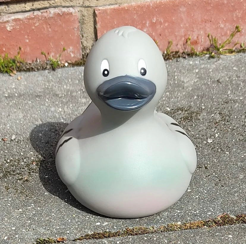 Canard Pigeon